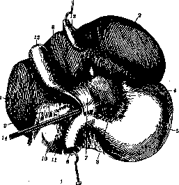 Omentum: figure 3 from the 1928–1936 encyclopedia article