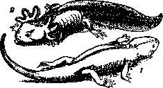 Axolotl: figure 1 from the 1928–1936 encyclopedia article