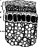 Cereals (Gramineae, a family of monocotyledonous): figure 1 from the 1928–1936 encyclopedia article