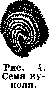Cereals (Gramineae, a family of monocotyledonous): figure 4 from the 1928–1936 encyclopedia article