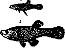 Gambusia: figure 1 from the 1928–1936 encyclopedia article