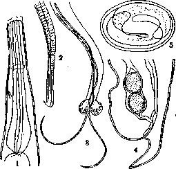 Metastrongylus elongatus: figure 1 from the 1928–1936 encyclopedia article