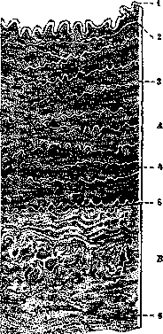 Artery: figure 3 from the 1928–1936 encyclopedia article
