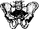 Sacroiliac Joint: figure 1 from the 1928–1936 encyclopedia article