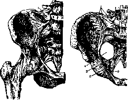 Sacroiliac Joint: figure 2 from the 1928–1936 encyclopedia article