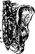 Sacroiliac Joint: figure 4 from the 1928–1936 encyclopedia article