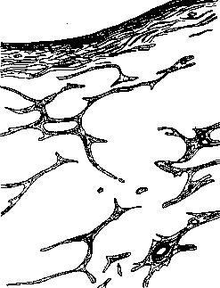 Cavernous: figure 2 from the 1928–1936 encyclopedia article