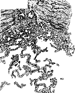 Cavernous: figure 1 from the 1928–1936 encyclopedia article