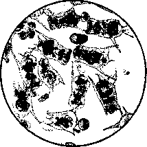 Biological Analysis: figure 5 from the 1928–1936 encyclopedia article