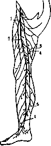 Varicose Veins: figure 1 from the 1928–1936 encyclopedia article