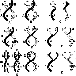 Chromosome Crossing-Over: figure 1 from the 1928–1936 encyclopedia article