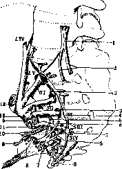 Lumbosacral Plexus: figure 3 from the 1928–1936 encyclopedia article