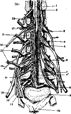 Lumbosacral Plexus: figure 1 from the 1928–1936 encyclopedia article