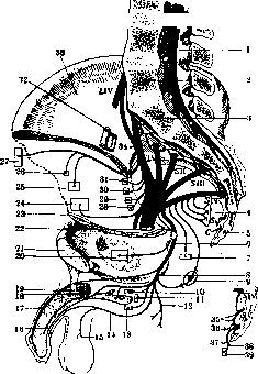 Lumbosacral Plexus: figure 4 from the 1928–1936 encyclopedia article