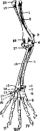 Condurango and Limbs: figure 4 from the 1928–1936 encyclopedia article