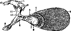 Condurango and Limbs: figure 1 from the 1928–1936 encyclopedia article