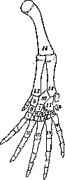 Condurango and Limbs: figure 3 from the 1928–1936 encyclopedia article