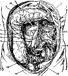 Mesenteric Arteries (MESENTERICAE ARTERIAE,): figure 2 from the 1928–1936 encyclopedia article