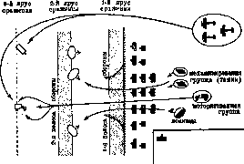 First Aid Kit: figure 7 from the 1928–1936 encyclopedia article