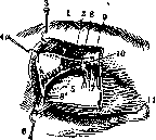 Lacrimation: figure 1 from the 1928–1936 encyclopedia article