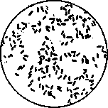 Bacteriuria: figure 1 from the 1928–1936 encyclopedia article