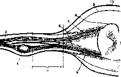 Radiculitis: figure 3 from the 1928–1936 encyclopedia article