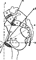 Sacrum: figure 5 from the 1928–1936 encyclopedia article