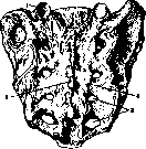 Sacrum: figure 2 from the 1928–1936 encyclopedia article