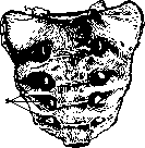 Sacrum: figure 1 from the 1928–1936 encyclopedia article