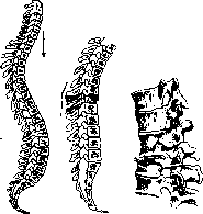 Spine: figure 37 from the 1928–1936 encyclopedia article