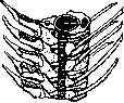 Spine: figure 2 from the 1928–1936 encyclopedia article