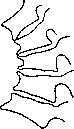 Spine: figure 31 from the 1928–1936 encyclopedia article