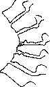 Spine: figure 30 from the 1928–1936 encyclopedia article