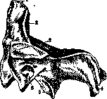 Spine: figure 11 from the 1928–1936 encyclopedia article