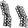 Spine: figure 41 from the 1928–1936 encyclopedia article
