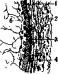 Spine: figure 1 from the 1928–1936 encyclopedia article
