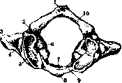 Spine: figure 9 from the 1928–1936 encyclopedia article