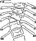 Spine: figure 26 from the 1928–1936 encyclopedia article