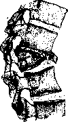 Spine: figure 39 from the 1928–1936 encyclopedia article