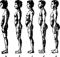 Spine: figure 20 from the 1928–1936 encyclopedia article