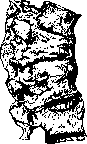 Spine: figure 40 from the 1928–1936 encyclopedia article