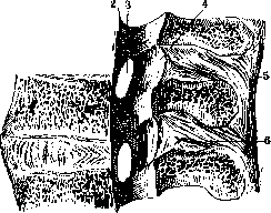 Spine: figure 18 from the 1928–1936 encyclopedia article