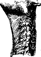 Spine: figure 7 from the 1928–1936 encyclopedia article