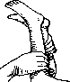 Spine: figure 23 from the 1928–1936 encyclopedia article