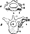 Spine: figure 6 from the 1928–1936 encyclopedia article