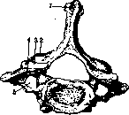 Spine: figure 13 from the 1928–1936 encyclopedia article