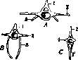 Spine: figure 3 from the 1928–1936 encyclopedia article