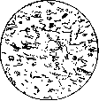 Spirochetes: figure 2 from the 1928–1936 encyclopedia article