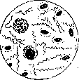 Spirochetes: figure 5 from the 1928–1936 encyclopedia article