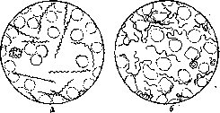 Spirochetes: figure 1 from the 1928–1936 encyclopedia article